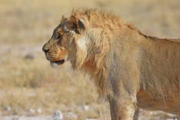 Löwenmännchen (panthera leo) im Etosha Nationalpark in Namibia
