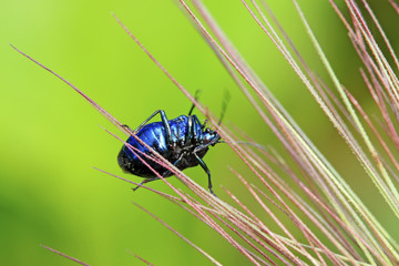 purple stinkbug on green leaf
