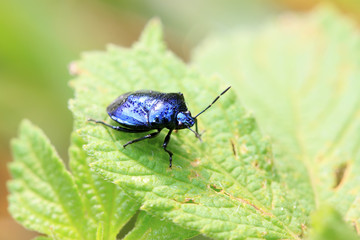 purple stinkbug on green leaf