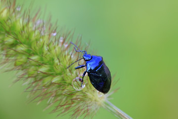 purple stinkbug on green leaf