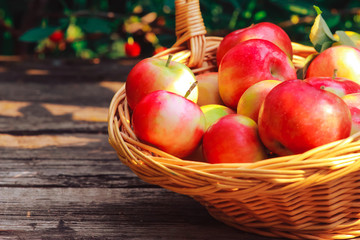 Basket of apples on shabby wooden planks. Apple picking concept. Agriculture, orchard, nature, organic food, fall, autumn harvest, closeup