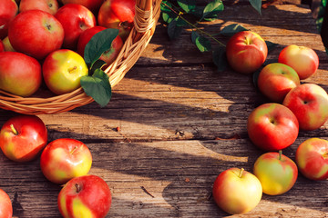 Apple picking, fall harvest concept. Apples on old shabby wooden planks. Horticulture, orchard, gardening, august, autumn, fall, basket, board