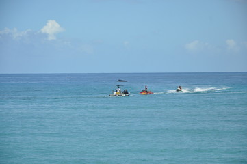 baleine en mer 