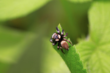 spider