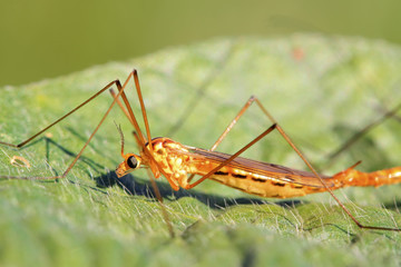 mosquitoes insects on green leaf