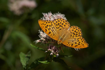 Silver-washed fritillary (Argynnis paphia)
