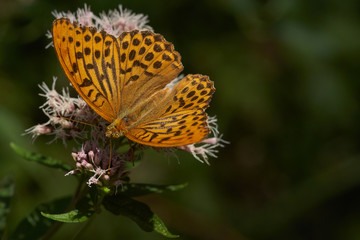 Silver-washed fritillary (Argynnis paphia)