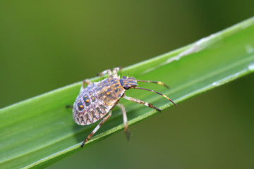 stinkbug on green leaf