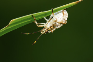 stinkbug on green leaf
