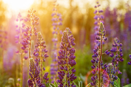 Fototapeta Wild meadow pink flowers on morning sunlight. Autumn field background