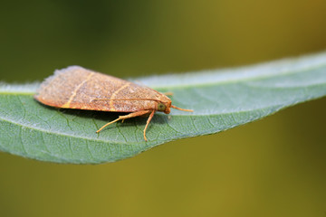 Moth insects