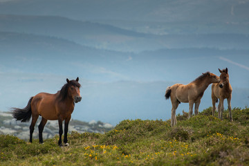 Foals