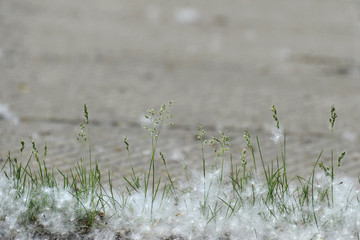 A few blades of grass and poplar fluff on blurred background