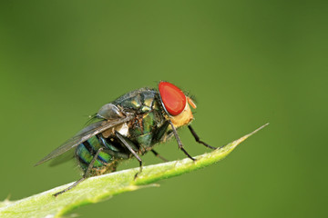 Calliphora erythrocephala