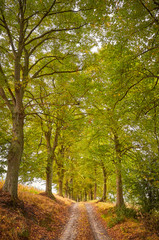 Scenic road in an autumnal forest.
