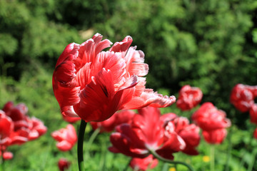 Lucky Parrot tulip with red and white petals