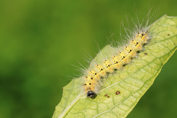 cute caterpillar on green leaf