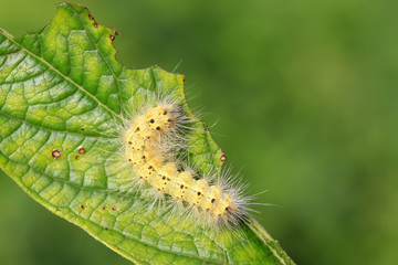 cute caterpillar on green leaf