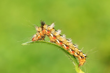 cute caterpillar on green leaf