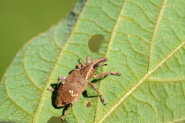 weevil