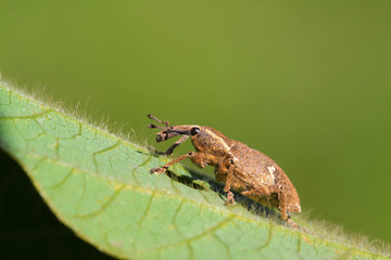 weevil