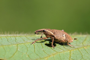 weevil