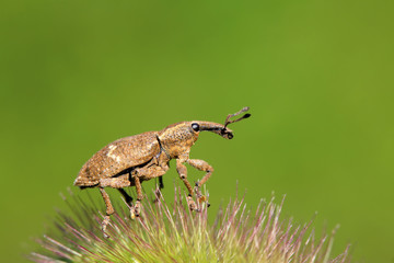 weevil