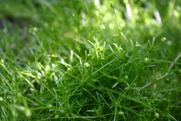 Macro