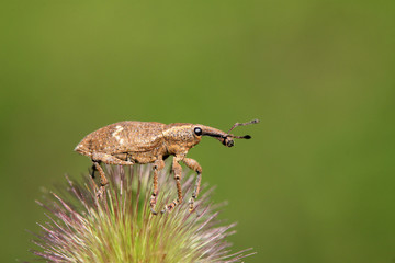 weevil