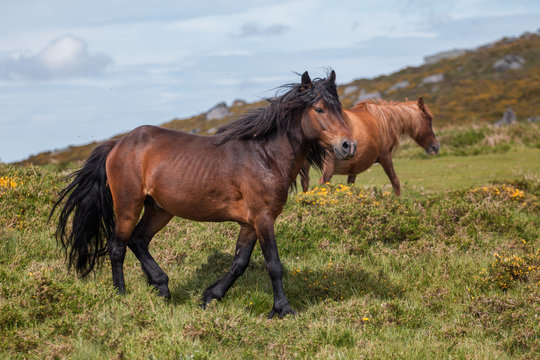 The last wild horses - Galician Garrano
