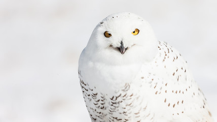 A mature snowy owl photographed in flight and on the ground against a snowy Canadian background.