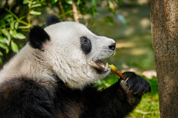 Obraz premium Giant panda bear in China