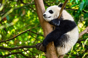 Fototapeta premium Giant panda bear in China