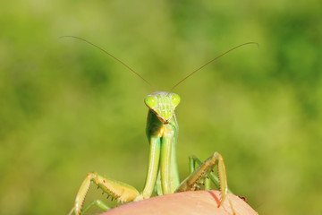 tenodera mantis