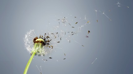 Flying dandelion seeds isolated over white