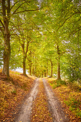 Scenic road in an autumnal forest.