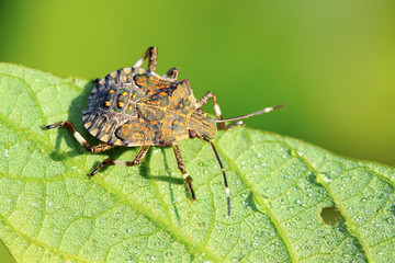 black stinkbug larvae on green leaf