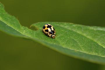 ladybug on green plant