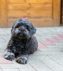 Kleiner Schwarzer Hund mit rosa Blume im Haar