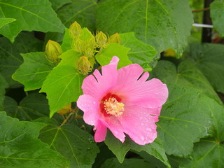 雨に咲くピンクの芙蓉