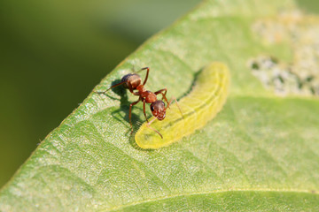 mercerized brown forest ants