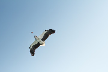Mountain Eagle