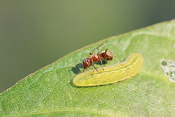 mercerized brown forest ants
