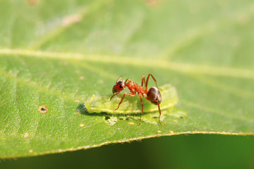 mercerized brown forest ants