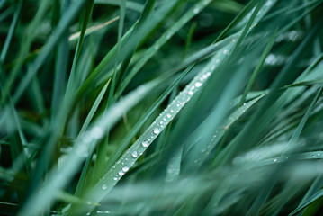 grass with water drops