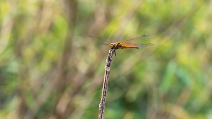 Dragonfly on the green leaf in natural light leafs background