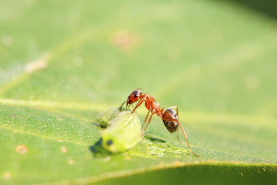 mercerized brown forest ants