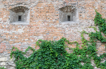 Fototapeta na wymiar An old wall in green plants.