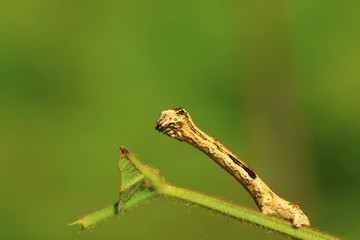 geometrid on green leaf in the wild