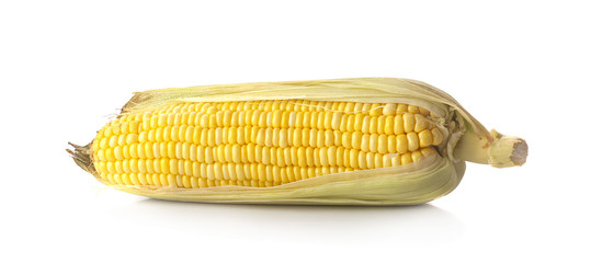 corn isolated on white background.